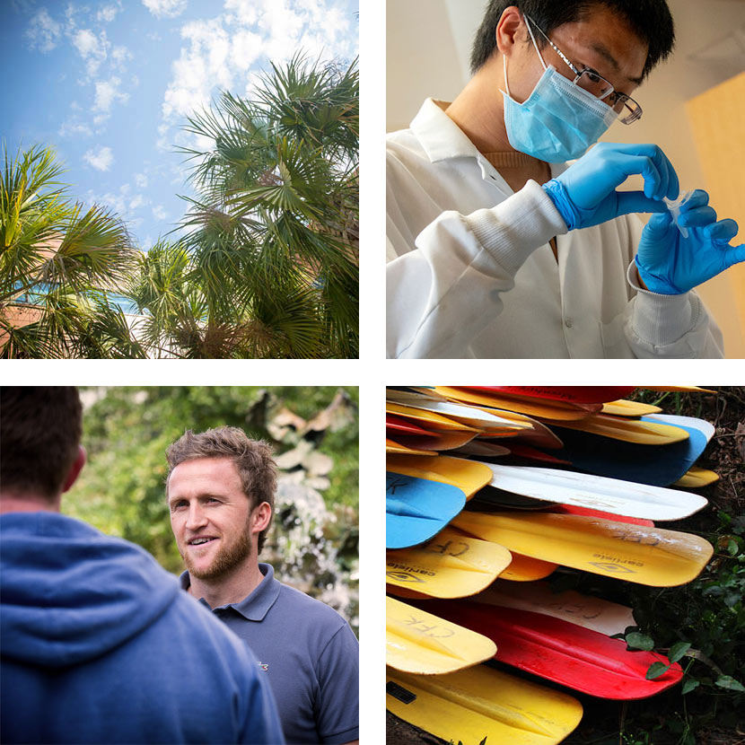 Four photos, one with palmetto trees, one with two students walking, one with colorful canoe paddles and one with students dancing.