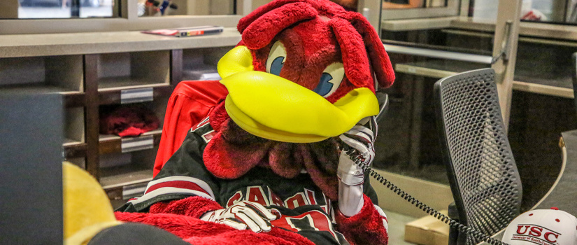 Cocky sitting at a desk answering the phone