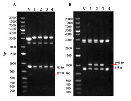 Assembly of complete expression vectors 