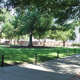 green lawn space, tree and sidewalk