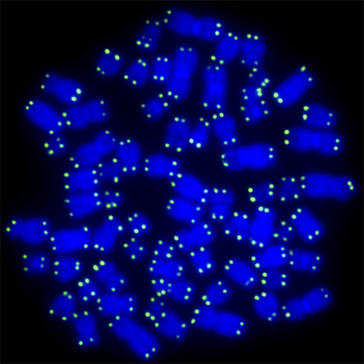 Chromatin Image