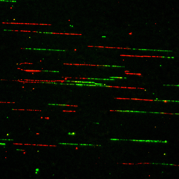 DNA Image