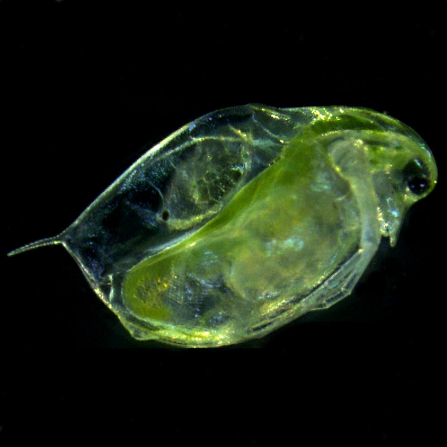 daphnia picture