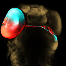 Poulain Lab ID Image