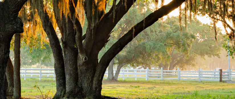 image of tree with spanish moss draping down