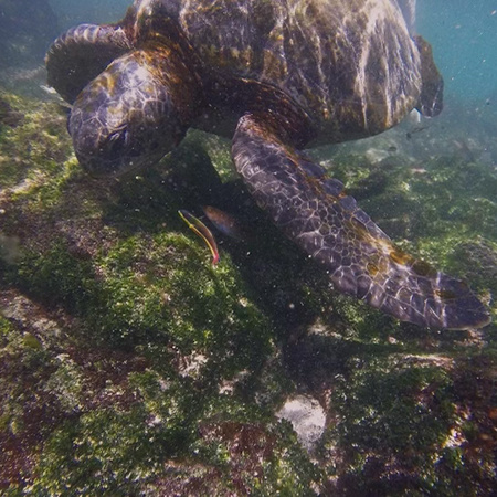 A sea turtle swims in the water just off the coast of an island in the Galápagos.