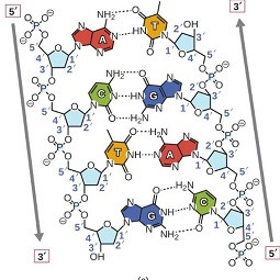 Nucleotide