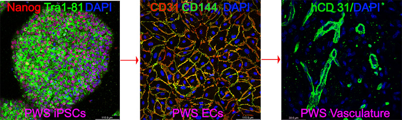 Cell Diagram image