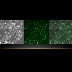 FLUORESCENCE IMAGING